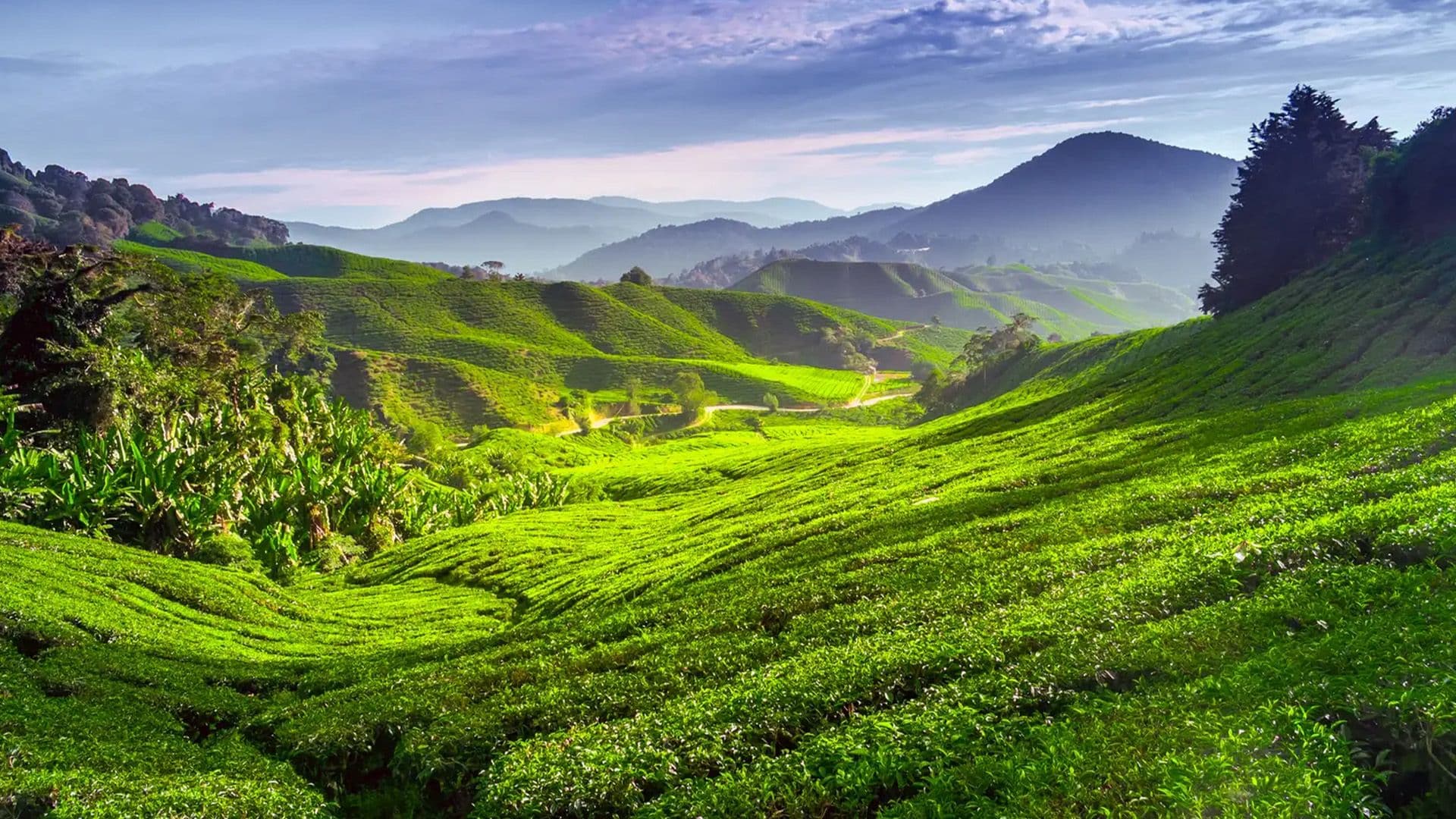 Private car Singapore to Cameron Highlands