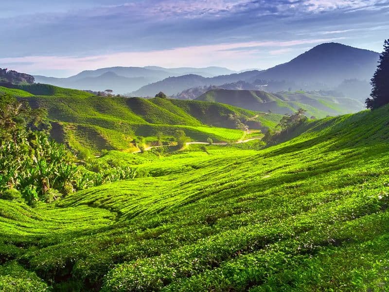 Private car Singapore to Cameron Highlands
